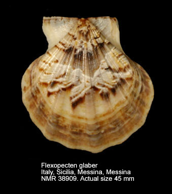 Flexopecten glaber (7).jpg - Flexopecten glaber(Linnaeus,1758)